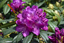 Anah Kruschke Rhododendron (Rhododendron 'Anah Kruschke') at Thies Farm & Greenhouses