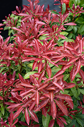 Mountain Fire Japanese Pieris (Pieris japonica 'Mountain Fire') at Thies Farm & Greenhouses