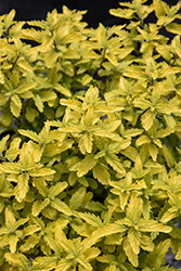 Sunshine Blue II Caryopteris (Caryopteris incana 'SMNCVH') at Thies Farm & Greenhouses