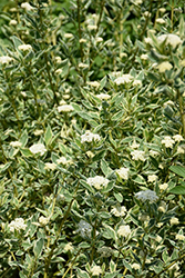 Silver and Gold Dogwood (Cornus sericea 'Silver and Gold') at Thies Farm & Greenhouses