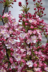 Coralburst Flowering Crab (Malus 'Coralburst') at Thies Farm & Greenhouses