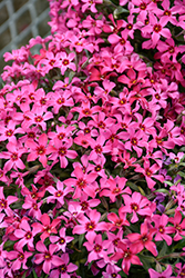 Red Wings Moss Phlox (Phlox subulata 'Red Wings') at Thies Farm & Greenhouses