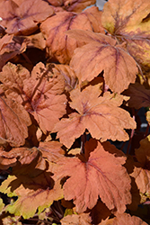 Pumpkin Spice Foamy Bells (Heucherella 'Pumpkin Spice') at Thies Farm & Greenhouses