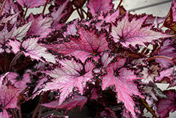 Jurassic Pink Shades Begonia (Begonia 'Jurassic Pink Shades') at Thies Farm & Greenhouses