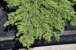 Green Carpet Juniper (Juniperus communis 'Green Carpet') at Thies Farm & Greenhouses