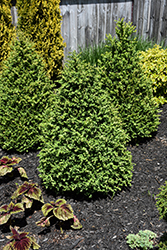 Green Mountain Boxwood (pyramid form) (Buxus 'Green Mountain (pyramid)') at Thies Farm & Greenhouses