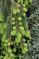 Weeping Norway Spruce (Picea abies 'Pendula') at Thies Farm & Greenhouses