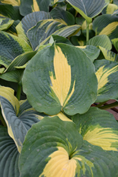 Dream Weaver Hosta (Hosta 'Dream Weaver') at Thies Farm & Greenhouses