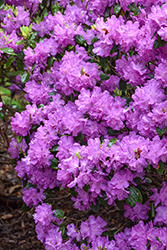 P.J.M. Elite Rhododendron (Rhododendron 'P.J.M. Elite') at Thies Farm & Greenhouses