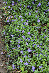 Common Periwinkle (Vinca minor) at Thies Farm & Greenhouses