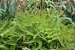 Northern Maidenhair Fern (Adiantum pedatum) at Thies Farm & Greenhouses