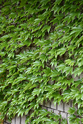 Boston Ivy (Parthenocissus tricuspidata) at Thies Farm & Greenhouses