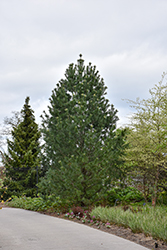 Vanderwolf's Pyramid Pine (Pinus flexilis 'Vanderwolf's Pyramid') at Thies Farm & Greenhouses