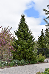 Serbian Spruce (Picea omorika) at Thies Farm & Greenhouses