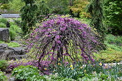 Lavender Twist Redbud (Cercis canadensis 'Covey') at Thies Farm & Greenhouses