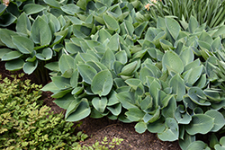 Halcyon Hosta (Hosta 'Halcyon') at Thies Farm & Greenhouses