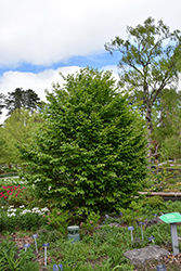 Vanessa Parrotia (Parrotia persica 'Vanessa') at Thies Farm & Greenhouses