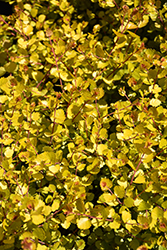 Cesky Gold Dwarf Birch (Betula x plettkei 'Golden Treasure') at Thies Farm & Greenhouses