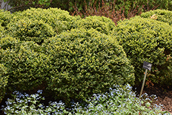 Green Velvet Boxwood (Buxus 'Green Velvet') at Thies Farm & Greenhouses