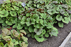 Midnight Lady Rayflower (Ligularia dentata 'Midnight Lady') at Thies Farm & Greenhouses