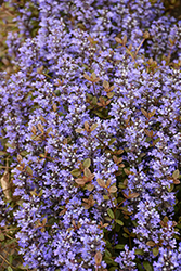 Chocolate Chip Bugleweed (Ajuga reptans 'Chocolate Chip') at Thies Farm & Greenhouses