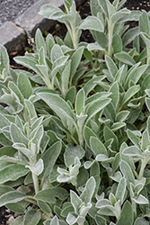 Fuzzy Wuzzy Lamb's Ears (Stachys byzantina 'Fuzzy Wuzzy') at Thies Farm & Greenhouses