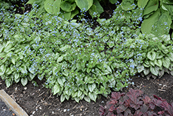 Jack Frost Bugloss (Brunnera macrophylla 'Jack Frost') at Thies Farm & Greenhouses
