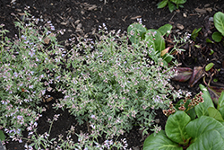Touch Of Class Jacob's Ladder (Polemonium reptans 'Touch Of Class') at Thies Farm & Greenhouses