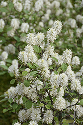 Blue Shadow Fothergilla (Fothergilla major 'Blue Shadow') at Thies Farm & Greenhouses