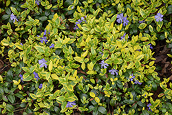 Illumination Periwinkle (Vinca minor 'Illumination') at Thies Farm & Greenhouses