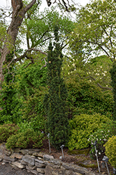 Sentinal Yew (Taxus x media 'Sentinalis') at Thies Farm & Greenhouses