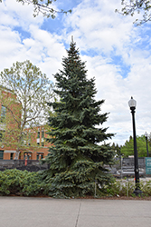 Baby Blue Eyes Spruce (Picea pungens 'Baby Blue Eyes') at Thies Farm & Greenhouses