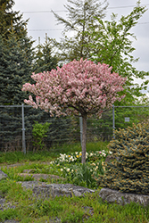 Coralburst Flowering Crab (Malus 'Coralburst') at Thies Farm & Greenhouses