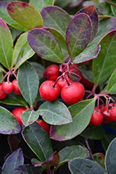 Creeping Wintergreen (Gaultheria procumbens) at Thies Farm & Greenhouses