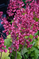 Timeless Glow Coral Bells (Heuchera 'Timeless Glow') at Thies Farm & Greenhouses