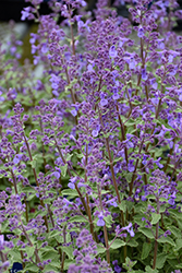 Junior Walker Catmint (Nepeta x faassenii 'Novanepjun') at Thies Farm & Greenhouses