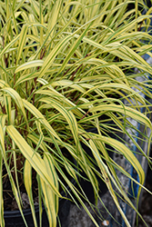 Golden Variegated Hakone Grass (Hakonechloa macra 'Aureola') at Thies Farm & Greenhouses