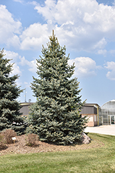 Baby Blue Blue Spruce (Picea pungens 'Baby Blue') at Thies Farm & Greenhouses