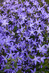 Blue Waterfall Serbian Bellflower (Campanula poscharskyana 'Blue Waterfall') at Thies Farm & Greenhouses