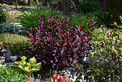 Winecraft Black Smokebush (Cotinus coggygria 'NCCO1') at Thies Farm & Greenhouses