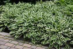 White-Variegated Hosta (Hosta undulata 'Albomarginata') at Thies Farm & Greenhouses