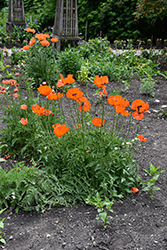 Oriental Poppy (Papaver orientale) at Thies Farm & Greenhouses