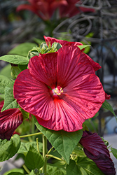 Luna Red Hibiscus (Hibiscus moscheutos 'Luna Red') at Thies Farm & Greenhouses
