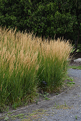 Karl Foerster Reed Grass (Calamagrostis x acutiflora 'Karl Foerster') at Thies Farm & Greenhouses