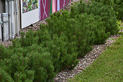 Dwarf Mugo Pine (Pinus mugo var. pumilio) at Thies Farm & Greenhouses