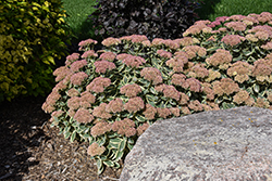 Autumn Charm Stonecrop (Sedum 'Autumn Charm') at Thies Farm & Greenhouses