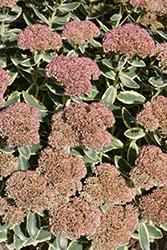 Autumn Charm Stonecrop (Sedum 'Autumn Charm') at Thies Farm & Greenhouses