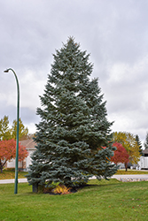 Blue Colorado Spruce (Picea pungens 'var. glauca') at Thies Farm & Greenhouses